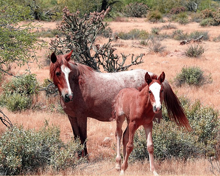Wlid Horses Colt Apr 2019